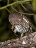 elf owl az  21112.JPG