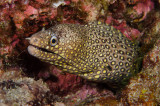 Loreto Diving October 2013