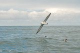 White Capped Albatross PSLR-6479.jpg