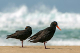 African Black Oystercatcher - zwarte scholekster PSLR-1870.jpg