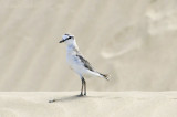 Charadrius marginatus - White-fronted plover - Vale Strandplevier PSLR-1897.jpg