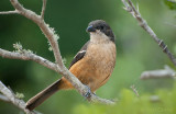 Southern Boubou - Suidelike Waterfiskaal - Laniarius ferrugineus PSLR-1916.jpg