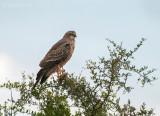 Juvenile Southern Pale Chanting Goshawk - Melierax canorus PSLR-2012.jpg