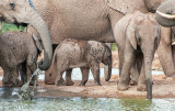 African Elephant PSLR-2095.jpg