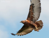 Steppe buzzard PSLR-2274.jpg