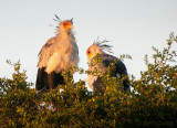 Secretarisvogel PSLR-2433.jpg