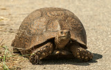 Leopard Tortoise PSLR-2276.jpg