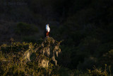 African Fish-eagle PSLR-2523.jpg