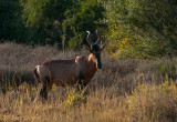 Red Hartebeest PSLR-2449.jpg