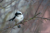 Aegithalos caudatus - Long-tailed Tit - Staartmees PSLR-9426.jpg