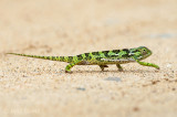 Flap-necked chameleon - Lappenkameleon - Chamaeleo dilepis PSLR-0936.jpg