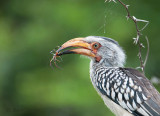 Yellow-billed hornbill PSLR-1170.jpg