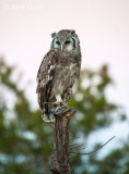 Verreauxs Eagle-Owl - Bubo lacteus PSLR-2162.jpg