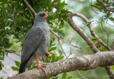 Dark Chanting Goshawk - Melierax metabates PSLR-0769_bewerkt-1.jpg