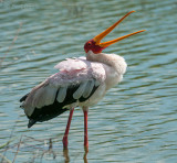 Yellow-billed Stork - Mycteria ibis - Afrikaanse nimmerzat PSLR-1114.jpg