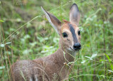 Grey Duiker PSLR-1232.jpg