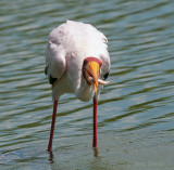 Yellow-billed Stork - Mycteria ibis - Afrikaanse nimmerzat PSLR-1103_bewerkt-1.jpg