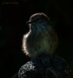 African Dusky Flycatcher - Muscicapa adusta PSLR-2612.jpg
