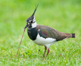 Lapwing - Kievit met worm PSLR-3447.jpg