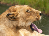 Yawning Lioness PSLR-1371.jpg