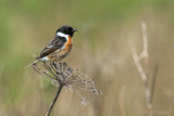 Roodborsttapuit - Stonechat PSLR-4121.jpg