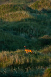 Ree - Roe Deer PSLR-7342.jpg