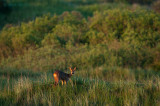 Roe Deer - Ree Ameland PSLR-7351.jpg