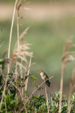 Grasshopper Warbler - Sprinkhaanzanger - Ameland KPSLR-5101.jpg