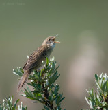 Grashopper Warbler - Sprinkhaanzanger in Duindoorn PSLR-5253.jpg