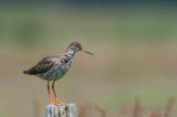 Tureluur - Common Redshank - Tringa totanus PSLR-6390.jpg