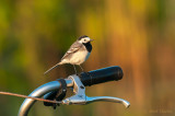 Witte kwikstaart - White Wagtail PSLR-4904.jpg