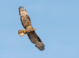 Wespendief - European Honey Buzzard - Bargerveen PSLR-0037.jpg