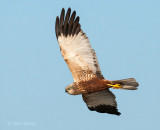 Bruine kiekendief - Western Marsh Harrier Ameland PSLR-4897.jpg