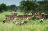 White Stork and Impala PSLR-1392.jpg