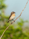 Paapje - Whinchat Ameland PSLR-5792.jpg