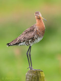 Black-tailed Godwit - Grutto PSLR-6428.jpg