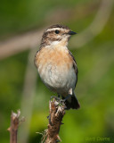 Paapje - Whinchat - Ameland PSLR-5800.jpg