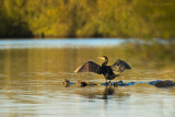 Aalscholver - Great Cormorant - Bargerveen PSLR-1153.jpg