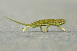 Flap-necked chameleon - Kruger Park PSLR-1897.jpg