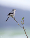 Lanius excubitor – Great Grey Shrike - Klapekster PSLR-2925.jpg