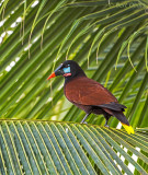 Montezuma Oropendola - Costa Rica PSLR-3129.jpg