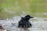 Great-tailed Grackle PSLR-2983.jpg