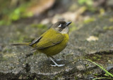 Common Bush Tanager PSLR-3908.jpg