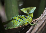 Plumed Basilisk Male PSLR-3169 NiS.jpg