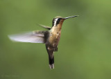 Purple-throated Mountain-gem female KPSLR-3881.jpg