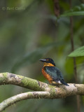 Pigmee Kingfisher PSLR-3228.jpg