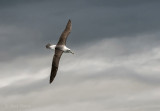 Shy or white-capped Albatross PSLR-4749 NiS.jpg