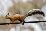 Variegated Squirrel - PSLR-2996.jpg