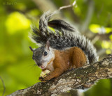 Variegated Squirrel KPSLR-4289 NiS.jpg
