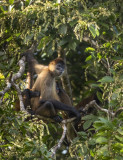 Spider Monkey PSLR-3457 Nis.jpg